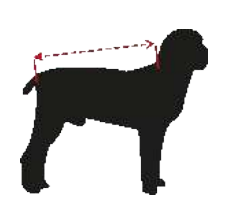 dog size